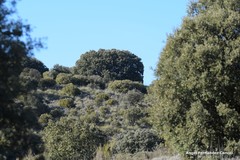 Quercus rotundifolia
