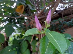 Cryptostegia grandiflora