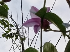Cryptostegia grandiflora