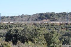 Quercus rotundifolia