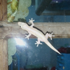 Hemidactylus frenatus