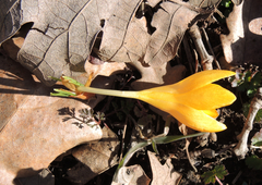 Crocus flavus