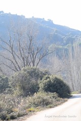 Quercus rotundifolia