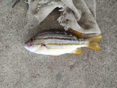 Lutjanus carponotatus