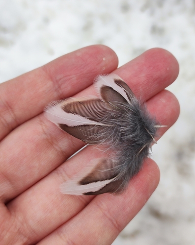 Plume de Grive litorne