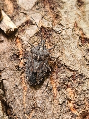 Alcaeus varicornis