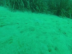 Scophthalmus rhombus