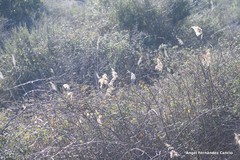 Phragmites australis