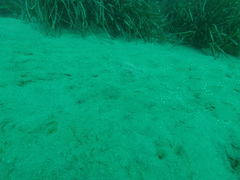 Scophthalmus rhombus