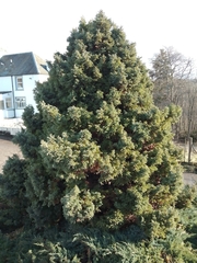 Chamaecyparis pisifera