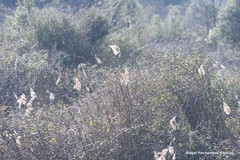 Phragmites australis