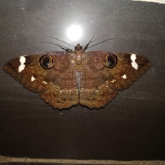 Erebus hieroglyphica