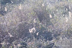 Phragmites australis