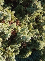 Chamaecyparis pisifera