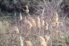 Phragmites australis