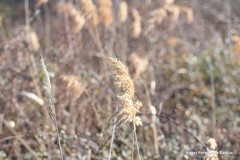 Phragmites australis