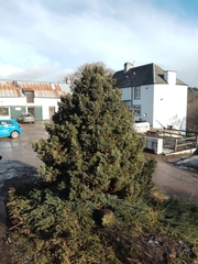 Chamaecyparis pisifera