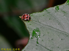 Epilachna crassimala