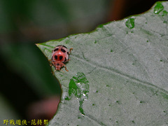 Epilachna crassimala