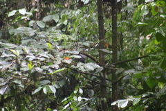 Rupornis magnirostris