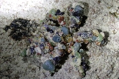 Camposcia retusa