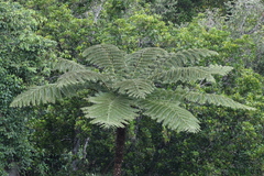 Sphaeropteris intermedia