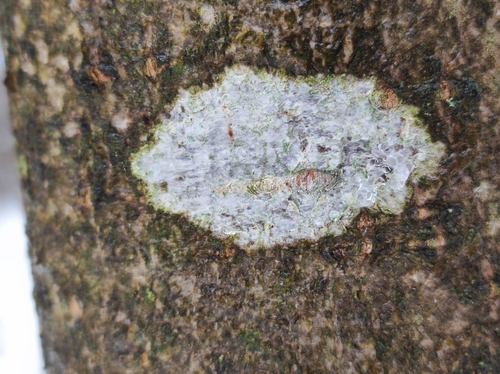 Новоорловский заказник · iNaturalist