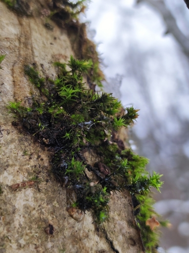 Новоорловский заказник · iNaturalist