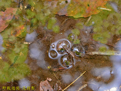 Gerris gracilicornis