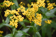 Senecio linearifolius denticulatus