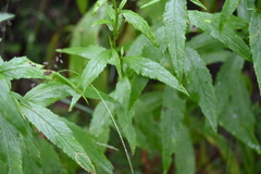 Senecio linearifolius denticulatus