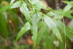 Senecio linearifolius denticulatus