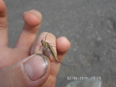 Siphlonurus lacustris