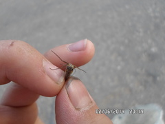 Siphlonurus lacustris