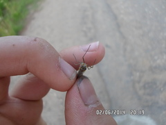 Siphlonurus lacustris