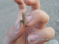 Siphlonurus lacustris