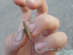 Siphlonurus lacustris