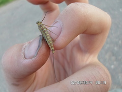 Siphlonurus lacustris