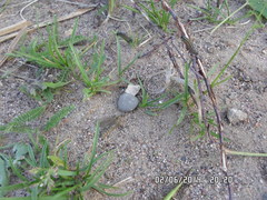 Siphlonurus lacustris