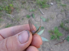 Siphlonurus lacustris