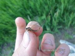 Siphlonurus lacustris