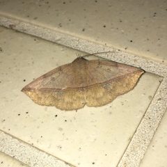 Ugia purpurea