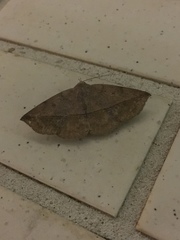Ugia purpurea