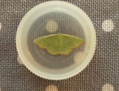 Eucrostes indigenata