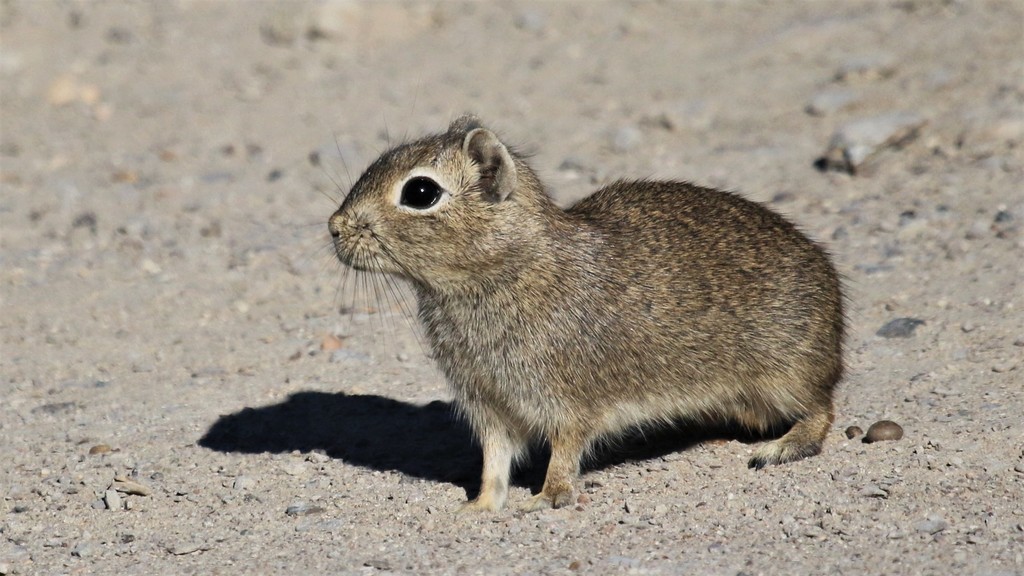 Cavies, Agoutis, and Pacas