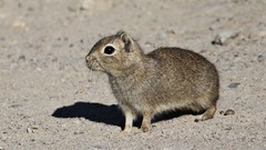 Microcavia australis