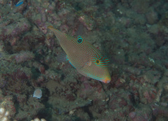 Canthigaster papua