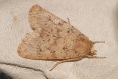 Amphipyra effusa