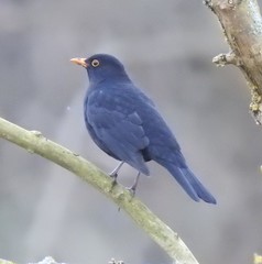 Turdus merula