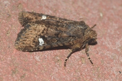 Dryobota labecula